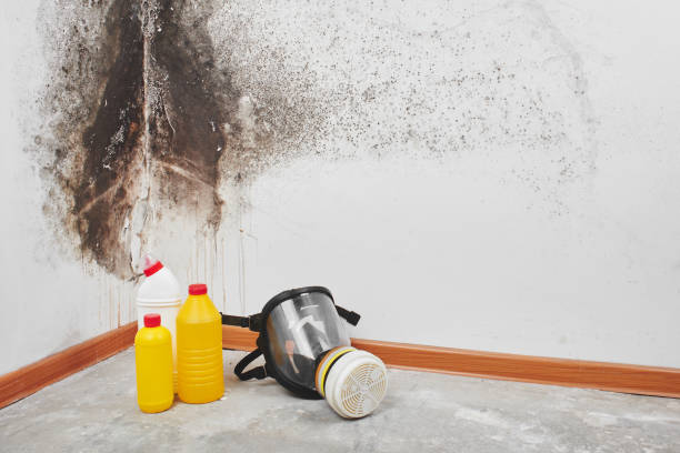 Best Attic Mold Remediation in Wautoma, WI
