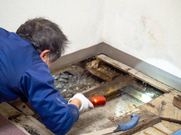 Best White Mold Remediation in Wautoma, WI