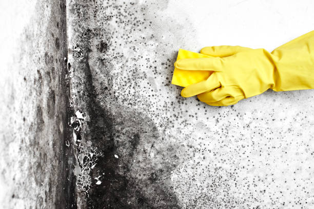 Best Health and Safety Mold Remediation in Wautoma, WI