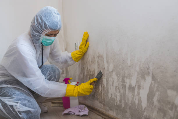 Best Industrial Mold Remediation in Wautoma, WI