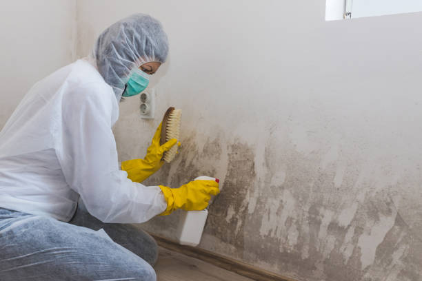 Best DIY Mold Remediation Support Services in Wautoma, WI