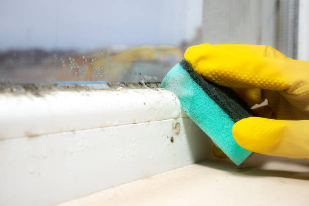 Best Commercial Mold Remediation in Wautoma, WI