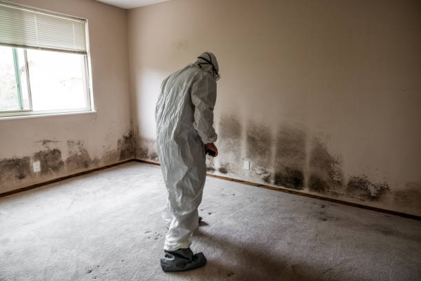 Best Health and Safety Mold Remediation in Wautoma, WI