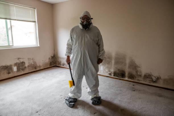 Best Basement Mold Remediation in Wautoma, WI