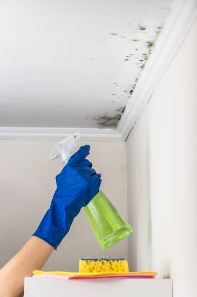 Best Black Mold Remediation in Wautoma, WI